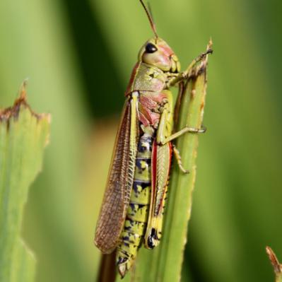 Le Criquet ensanglanté