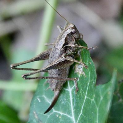 La Decticelle cendrée. C'est une sauterelle
