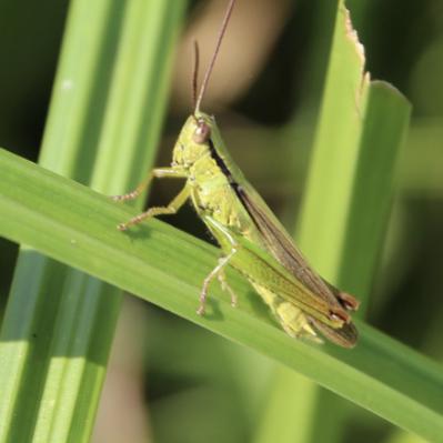 Le Criquet des roseaux