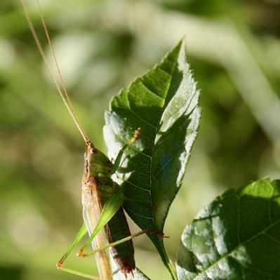 Le Conocéphame bigarré . C'est une sauterelle