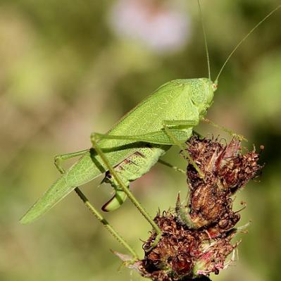 Le Phanéroptère méridional. C'est une sauterelle