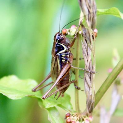 La Decticelle bariolée. C'est une sauterelle