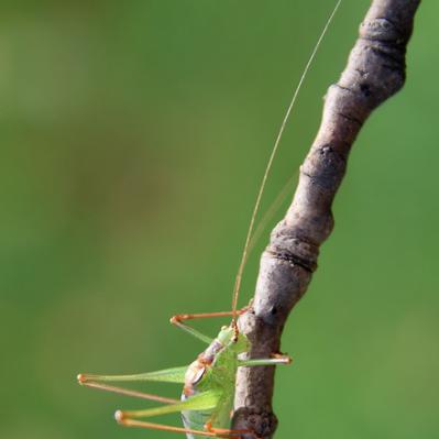 La Sauterelle ponctuée : un record en matière de très longue antenne !
